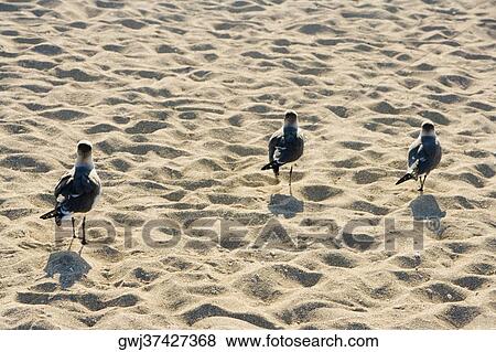 High angle view of three birds on the sand View Large Photo Image Stock Photo - High angle view of three birds on the sand. Fotosearch