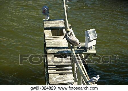 High angle view sea birds perched on a wooden structure View Large Photo Image Stock Photo - High angle view sea birds perched on a wooden structure. Fotosearch