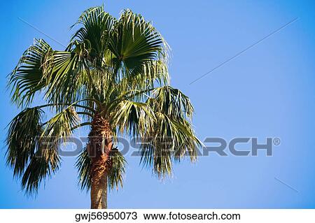 High section view of a palm tree View Large Photo Image Stock Image - High section view of a palm tree. Fotosearch