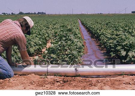 Irrigation of soybean fields, Texas View Large Photo Image Stock Photo - Irrigation of soybean fields, Texas. Fotosearch