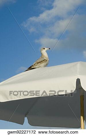 Stock Image - Low angle view of a bird perching on a umbrella. Fotosearch