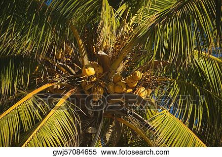 Low angle view of a coconut palm tree View Large Photo Image Stock Photography - Low angle view of a coconut palm tree. Fotosearch