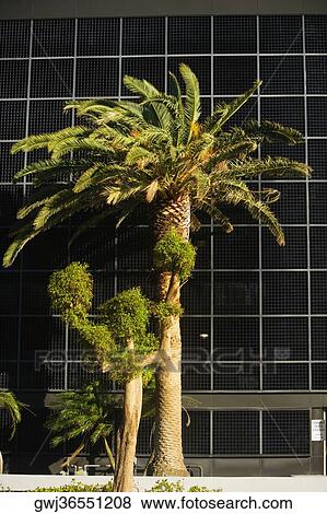 Low angle view of a palm tree in front of a building, Miami, Florida, USA View Large Photo Image Stock Photo - Low angle view of a palm tree in front of a building, Miami, Florida, USA. Fotosearch