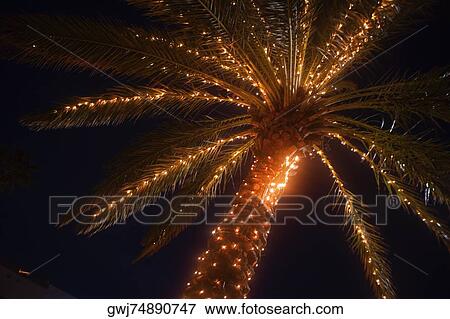 Low angle view of a palm tree lit up at dusk View Large Photo Image Stock Photo - Low angle view of a palm tree lit up at dusk. Fotosearch