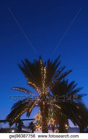 Low angle view of a palm tree lit up at dusk View Large Photo Image Stock Photograph - Low angle view of a palm tree lit up at dusk. Fotosearch