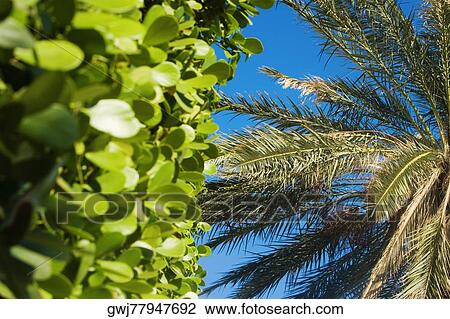 Low angle view of a palm tree View Large Photo Image Stock Image - Low angle view of a palm tree. Fotosearch