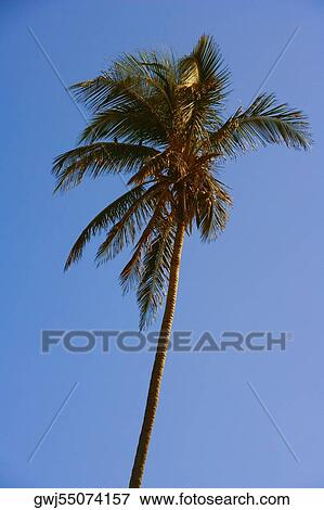 Low angle view of a palm tree View Large Photo Image Stock Photo - Low angle view of a palm tree. Fotosearch