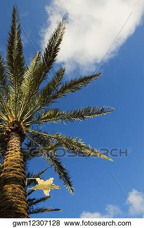 Stock Photo - Low angle view of a palm tree. Fotosearch