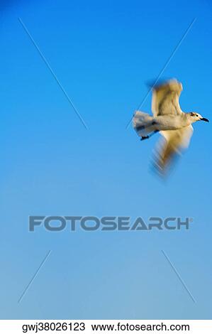 Stock Image - Low angle view of a seagull flying. Fotosearch