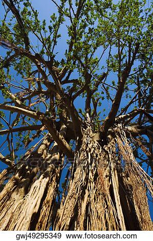 Low angle view of a tree View Large Photo Image Stock Photo - Low angle view of a tree. Fotosearch