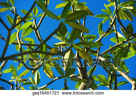 Low angle view of leaves on a branch View Large Photo Image Stock Image - Low angle view of leaves on a branch. Fotosearch