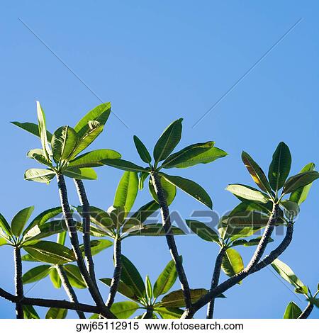 Stock Photography - Low angle view of leaves on a branch. Fotosearch