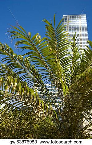 Low angle view of palm trees in front of a skyscraper, Miami, Florida, USA View Large Photo Image Stock Image - Low angle view of palm trees in front of a skyscraper, Miami, Florida, USA. Fotosearch