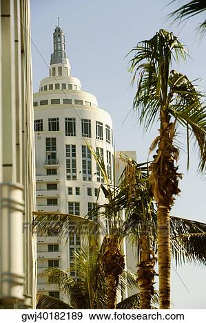 Low angle view of palm trees in front of a building, Miami, Florida, USA View Large Photo Image Stock Photo - Low angle view of palm trees in front of a building, Miami, Florida, USA. Fotosearch