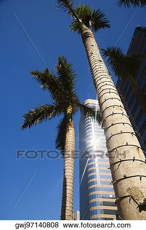 Low angle view of palm trees in front of a skyscraper, Miami, Florida, USA View Large Photo Image Stock Photo - Low angle view of palm trees in front of a skyscraper, Miami, Florida, USA. Fotosearch
