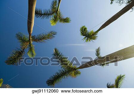 Low angle view of palm trees, Miami, Florida, USA View Large Photo Image Stock Image - Low angle view of palm trees, Miami, Florida, USA. Fotosearch