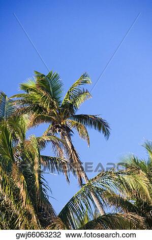 Low angle view of palm trees View Large Photo Image Stock Image - Low angle view of palm trees. Fotosearch
