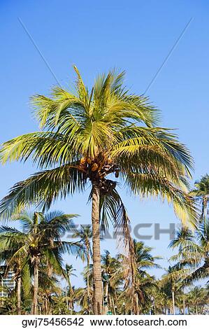 Low angle view of palm trees View Large Photo Image Stock Image - Low angle view of palm trees. Fotosearch