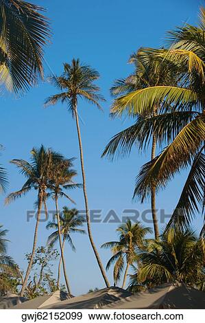 Low angle view of palm trees View Large Photo Image Stock Photo - Low angle view of palm trees. Fotosearch