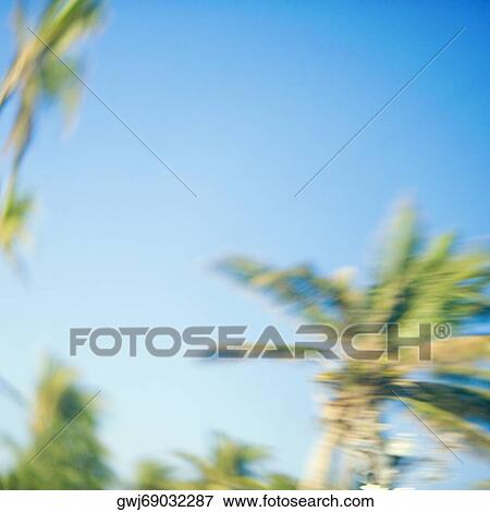 Low angle view of palm trees View Large Photo Image Stock Photo - Low angle view of palm trees. Fotosearch