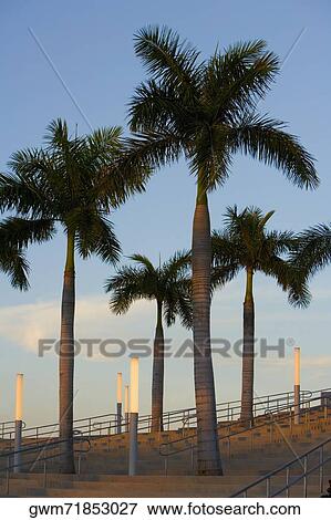 Stock Photo - Low angle view of palm trees. Fotosearch