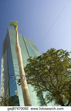 Low angle view of trees in front of a building, Miami, Florida, USA View Large Photo Image Stock Image - Low angle view of trees in front of a building, Miami, Florida, USA. Fotosearch