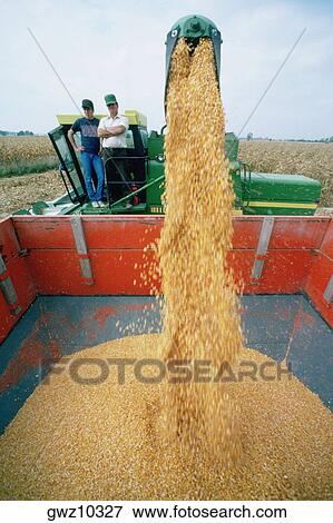 Men oversee corn moving from combine to wagon, Ohio View Large Photo Image Stock Photo - Men oversee corn moving from combine to wagon, Ohio . Fotosearch