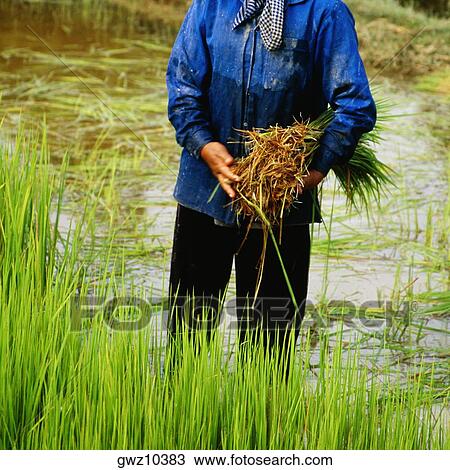 Stock Image - Mid section view of a man holding rice plants in a rice field, Siem Reap, Cambodia. Fotosearch