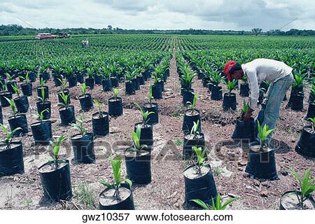 Palm oil farm, Belem, Brazil View Large Photo Image Stock Photo - Palm oil farm, Belem, Brazil. Fotosearch
