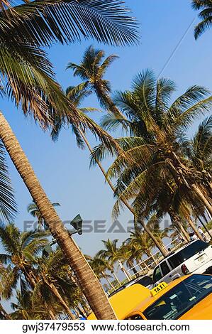 Stock Image - Palm tree on the roadside, Miami, Florida, USA. Fotosearch
