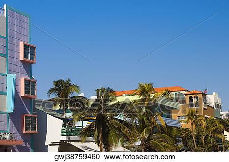 Palm tree on the roadside, Miami, Florida, USA View Large Photo Image Stock Image - Palm tree on the roadside, Miami, Florida, USA. Fotosearch