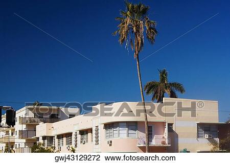 Palm tree on the roadside, Miami, Florida, USA View Large Photo Image Stock Image - Palm tree on the roadside, Miami, Florida, USA. Fotosearch