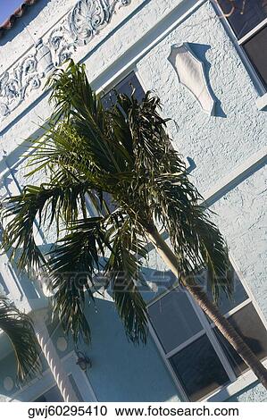 Stock Image - Palm tree on the roadside, Miami, Florida, USA. Fotosearch