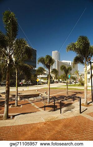 Stock Photo - Palm trees in front of buildings, Miami, Florida, USA. Fotosearch