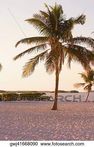 Stock Image - Palm trees on the beach, Miami, Florida, USA. Fotosearch