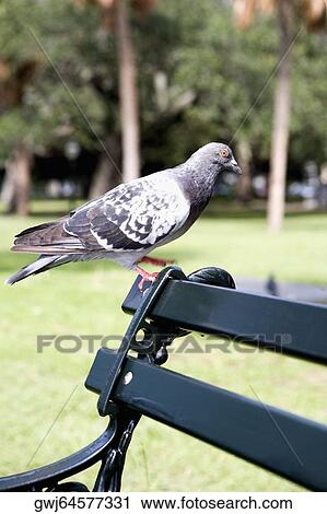 Pigeon perching on a bench View Large Photo Image Stock Image - Pigeon perching on a bench. Fotosearch