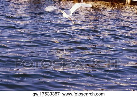 Rear view of a bird flying over the sea View Large Photo Image Stock Photo - Rear view of a bird flying over the sea. Fotosearch
