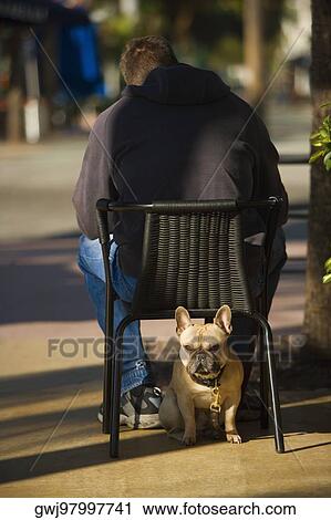 Rear view of a man sitting on a chair with a dog under it View Large Photo Image Stock Image - Rear view of a man sitting on a chair with a dog under it. Fotosearch