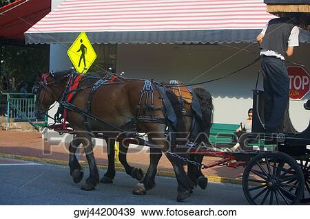 Rear view of a man standing on a horse cart, Savannah, Georgia, USA View Large Photo Image Stock Photo - Rear view of a man standing on a horse cart, Savannah, Georgia, USA. Fotosearch