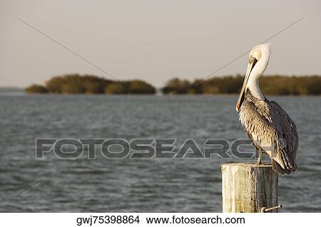 Picture - Rear view of a pelican perching on a wooden post. Fotosearch