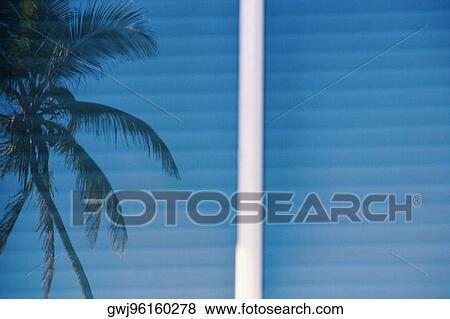 Reflection of a palm tree in the window View Large Photo Image Stock Photo - Reflection of a palm tree in the window. Fotosearch