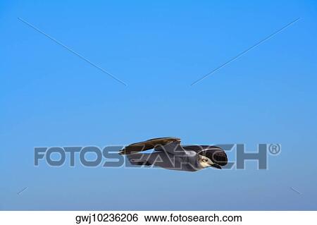 Seagull flying over the sky View Large Photo Image Stock Photograph - Seagull flying over the sky. Fotosearch