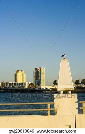 Seagull perched on the bridge, Miami, Florida, USA View Large Photo Image Stock Photograph - Seagull perched on the bridge, Miami, Florida, USA. Fotosearch