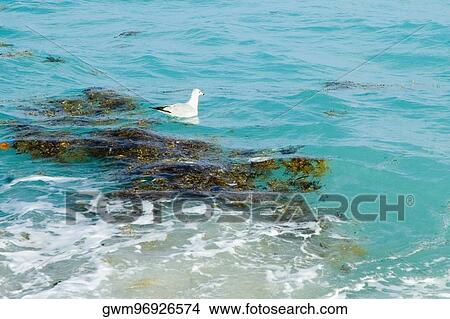 Seagull swimming in the sea View Large Photo Image Picture - Seagull swimming in the sea. Fotosearch