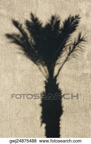 Shadow of a palm tree on a wall View Large Photo Image Stock Photo - Shadow of a palm tree on a wall. Fotosearch