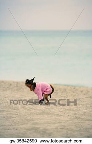Side profile of a dog defecating on the beach View Large Photo Image Stock Image - Side profile of a dog defecating on the beach. Fotosearch