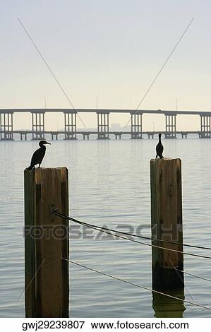 Silhouette of birds perched on wooden posts, Miami, Florida, USA View Large Photo Image Stock Photo - Silhouette of birds perched on wooden posts, Miami, Florida, USA. Fotosearch