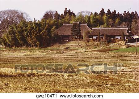 Thatched farmhouse in front of rice fields, Tochigi Prefecture, Japan View Large Photo Image Stock Image - Thatched farmhouse in front of rice fields, Tochigi Prefecture, Japan. Fotosearch
