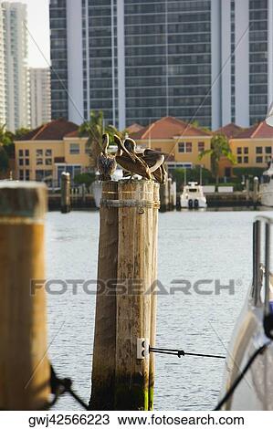 Three wood storks perching on a wooden post (mycteria americana) View Large Photo Image Stock Image - Three wood storks perching on a wooden post (mycteria americana). Fotosearch