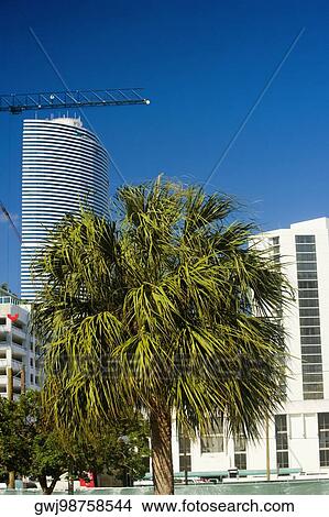 Tree in front of a skyscraper, Miami, Florida, USA View Large Photo Image Picture - Tree in front of a skyscraper, Miami, Florida, USA. Fotosearch